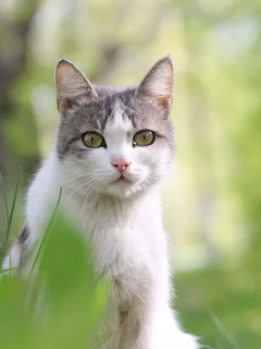 кошка, животные, взгляд, уши