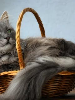 кот, взгляд, лежит в корзине