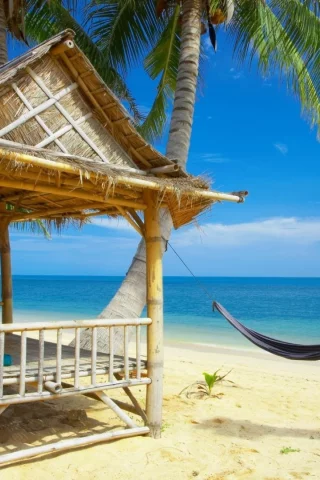 view, palm trees