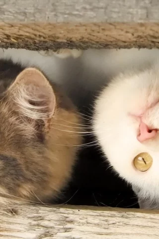 коты, животные, взгляд