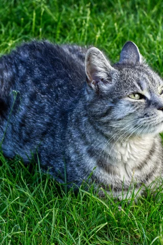 кот, взгляд, усы