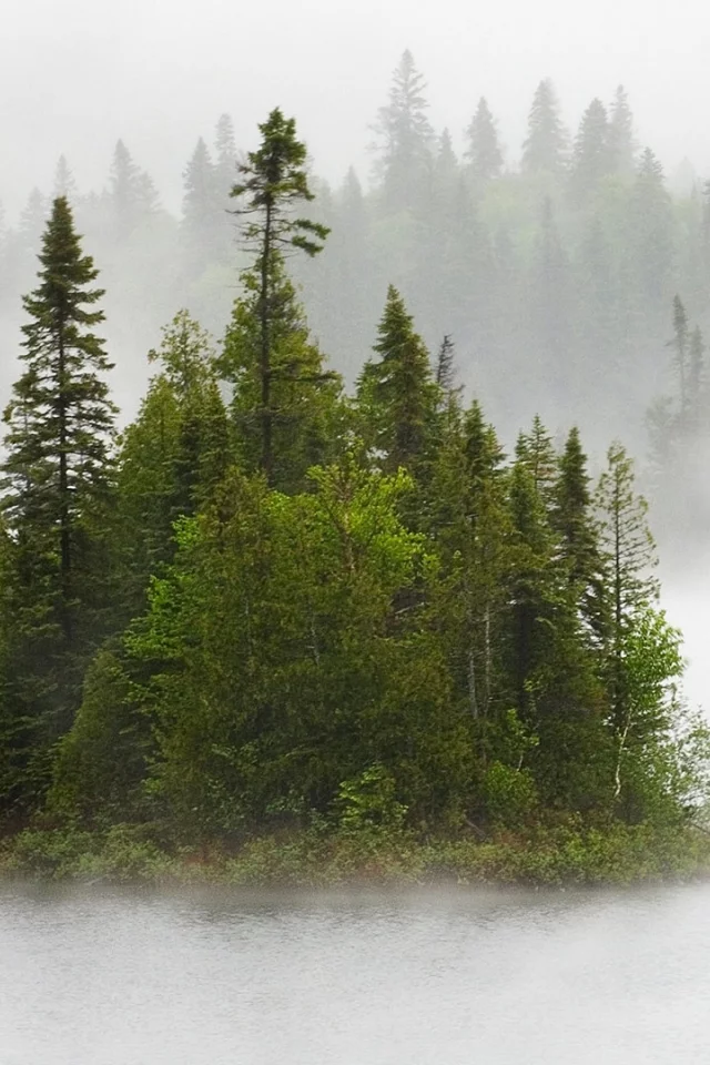 лес, деревья, туман