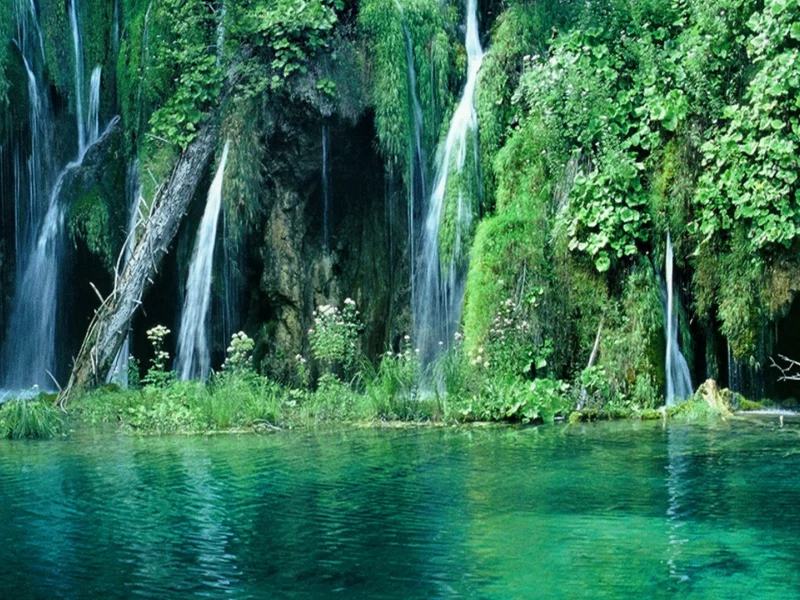 waterfall, trees