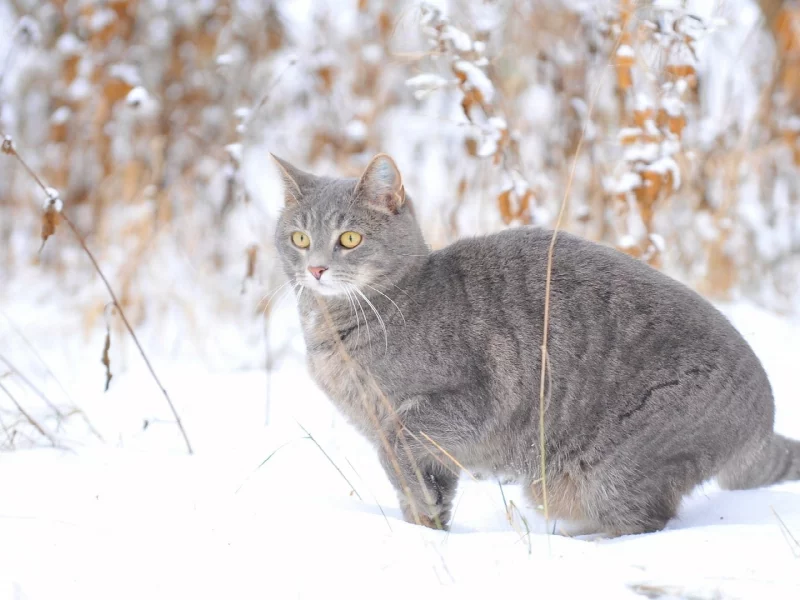 кот, снег, зима