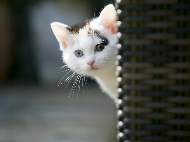 котёнок, взгляд, усы