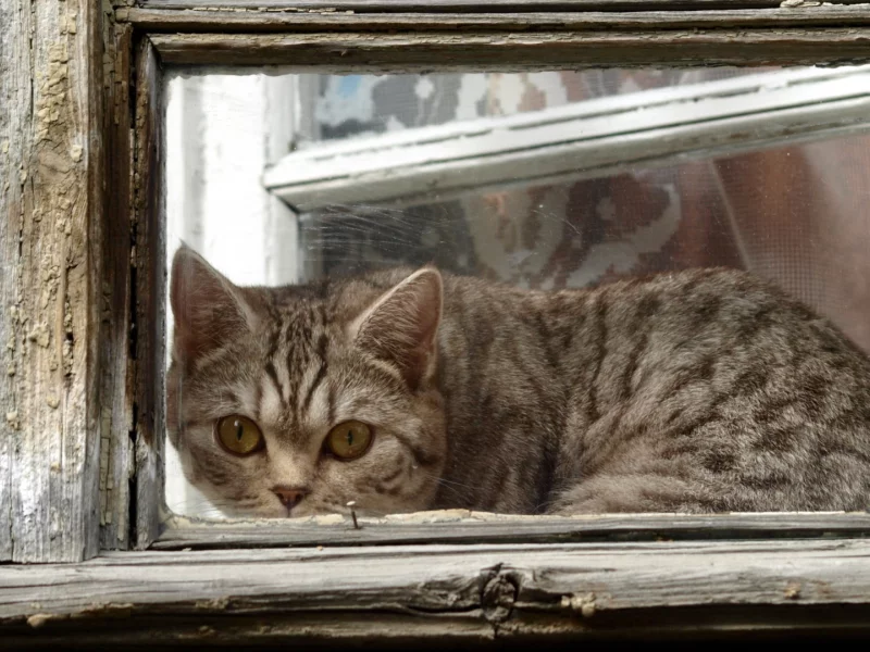 кот, животное, лежит