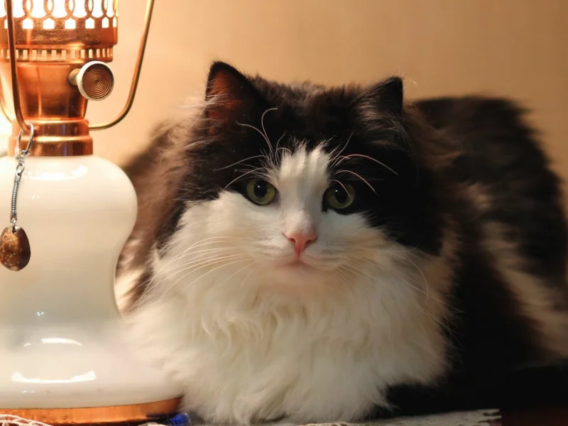 кошка, взгляд
