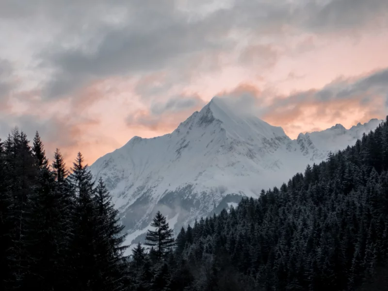 лес, деревья, гора