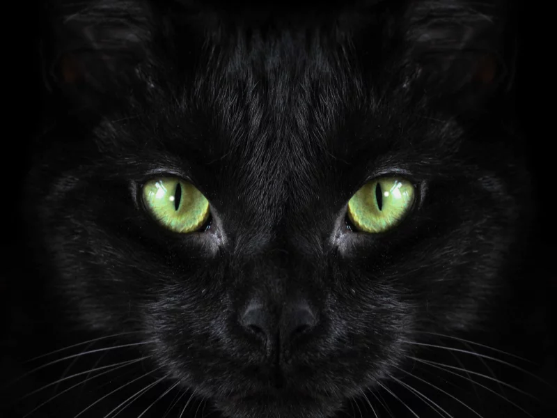 кот, взгляд, усы