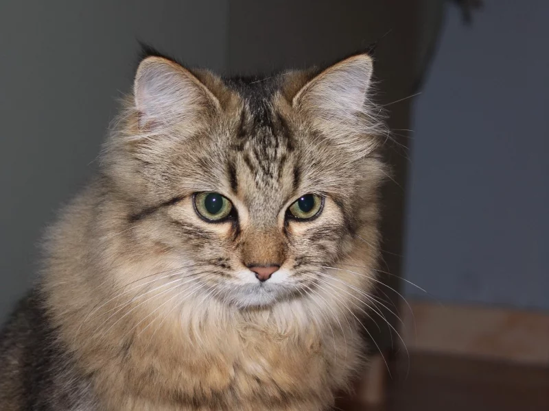 кот, взгляд, животное