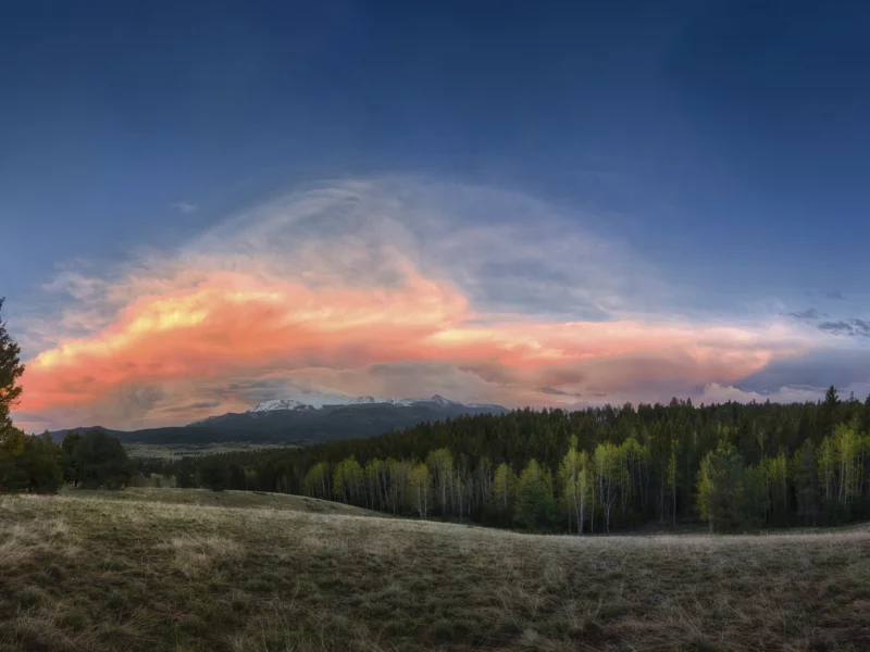 лес, деревья, природа