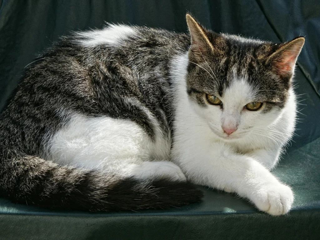 кошка, животное, лежит