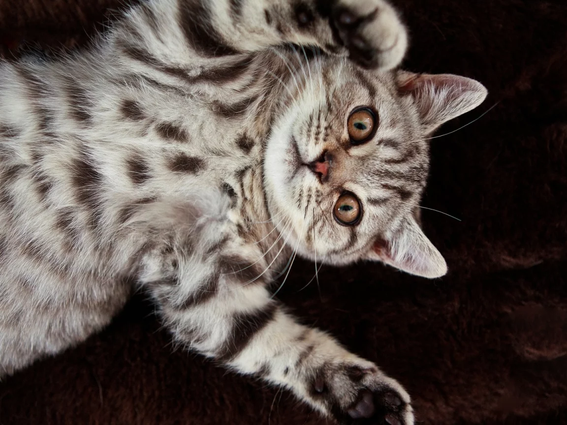 кошка, животное, лежит