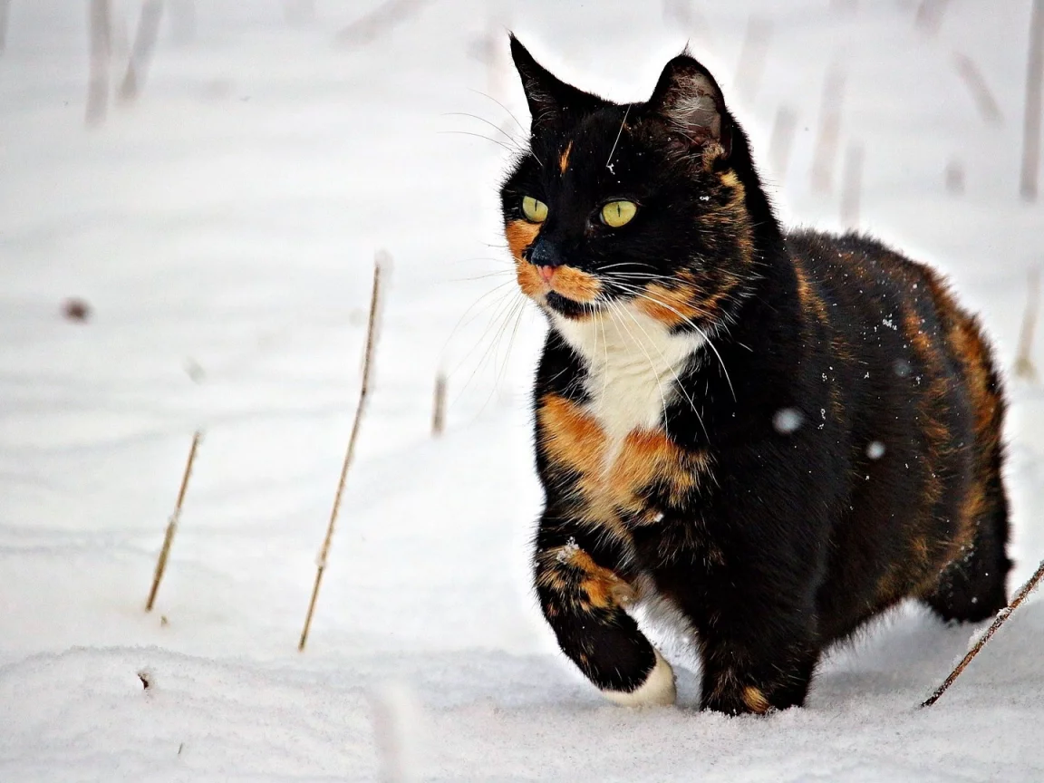 кошка, животное, снег, зима