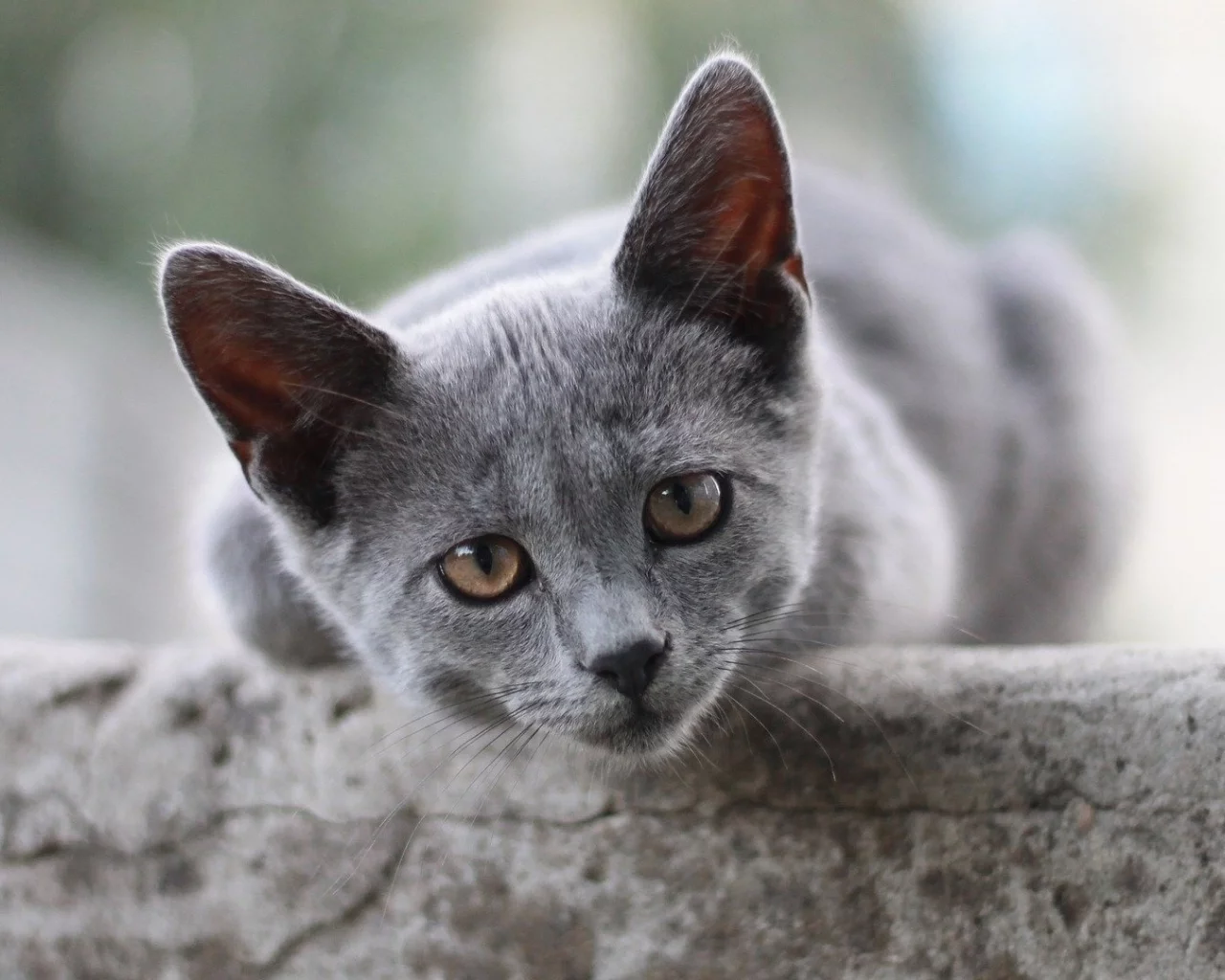 кот, взгляд, животное