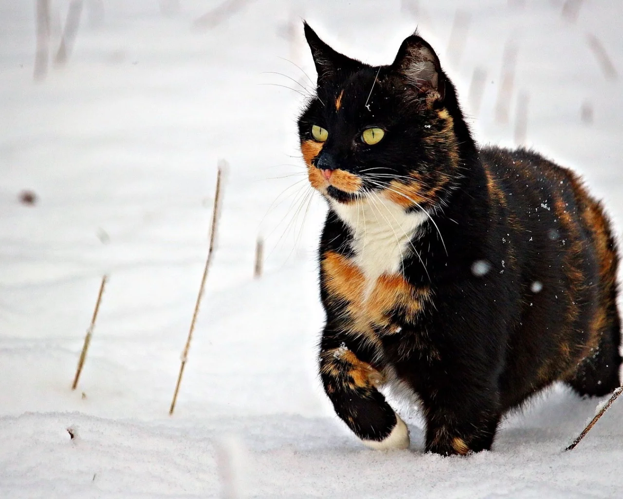 кошка, животное, снег, зима