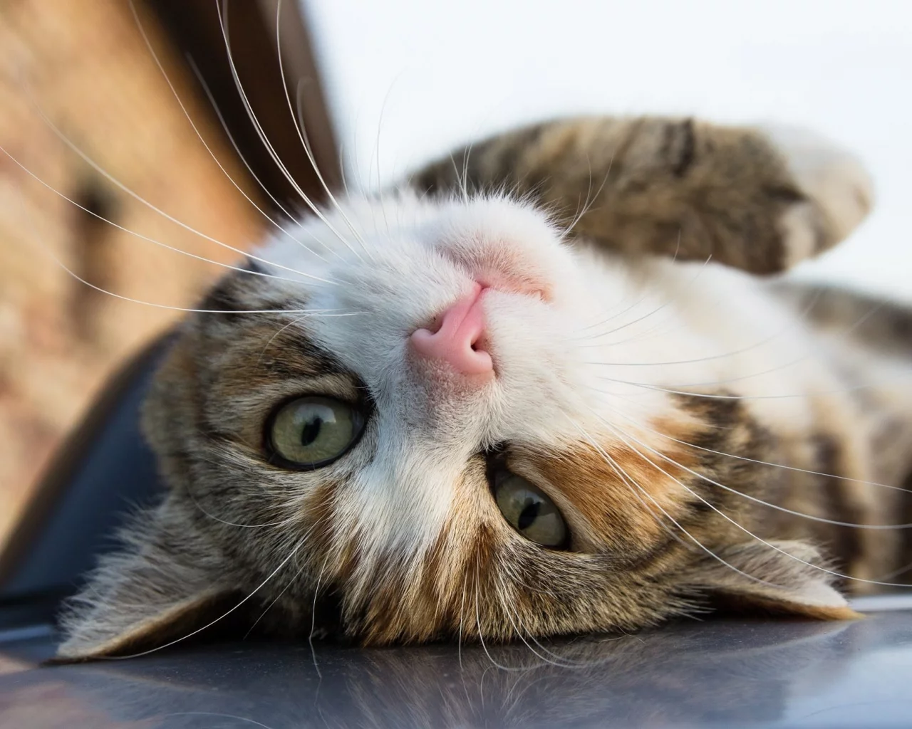 кошка, животные, взгляд