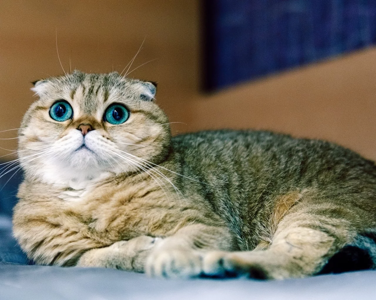 кот, взгляд, шотландский вислоухий