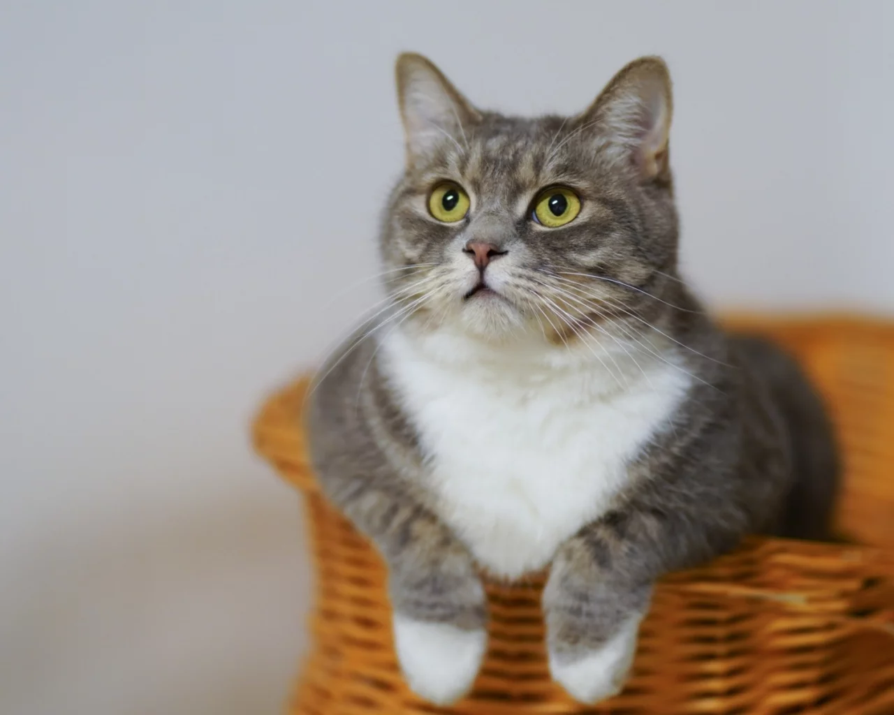 кот, взгляд, животное