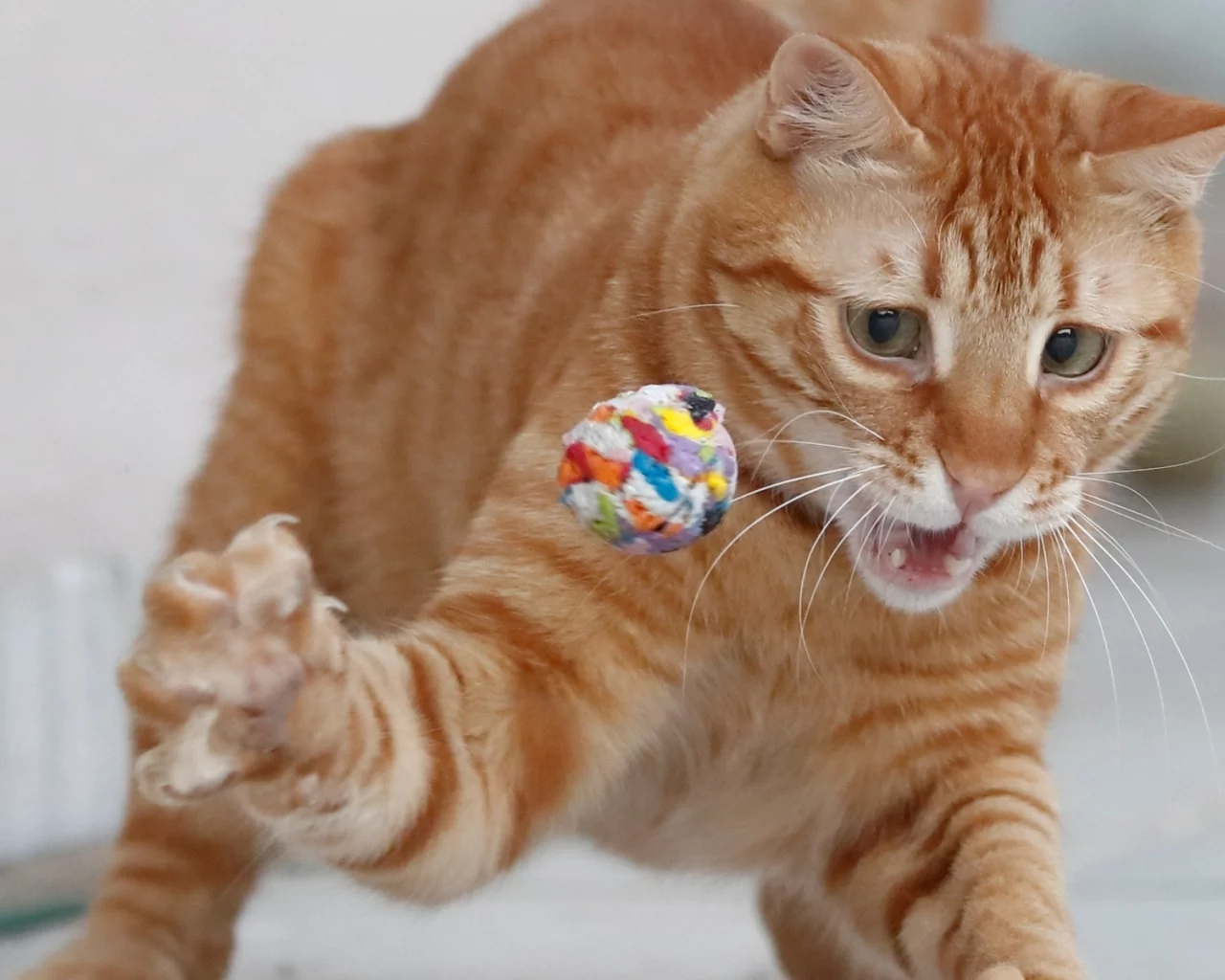 кот рыжий, играет