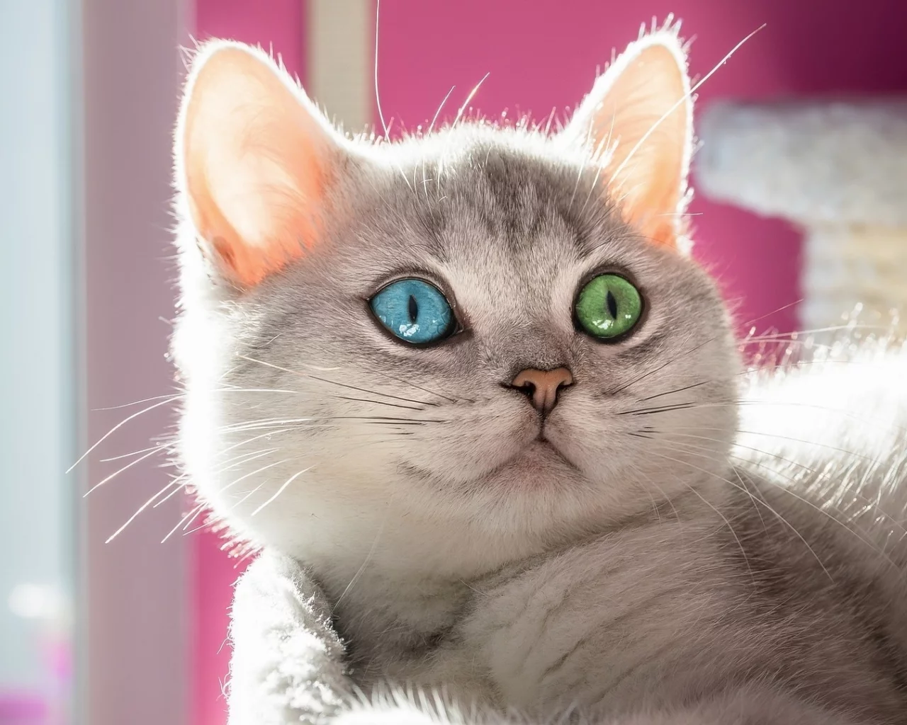 кот, фон