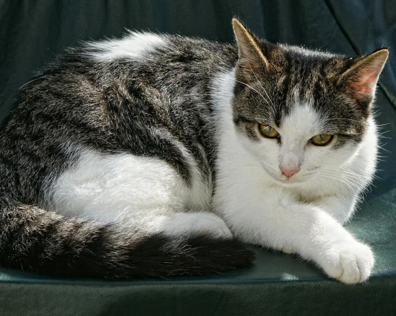 кошка, животное, лежит