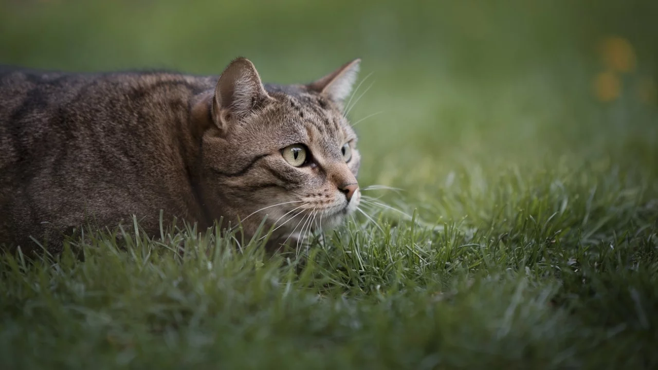 кот, взгляд, лежит на траве
