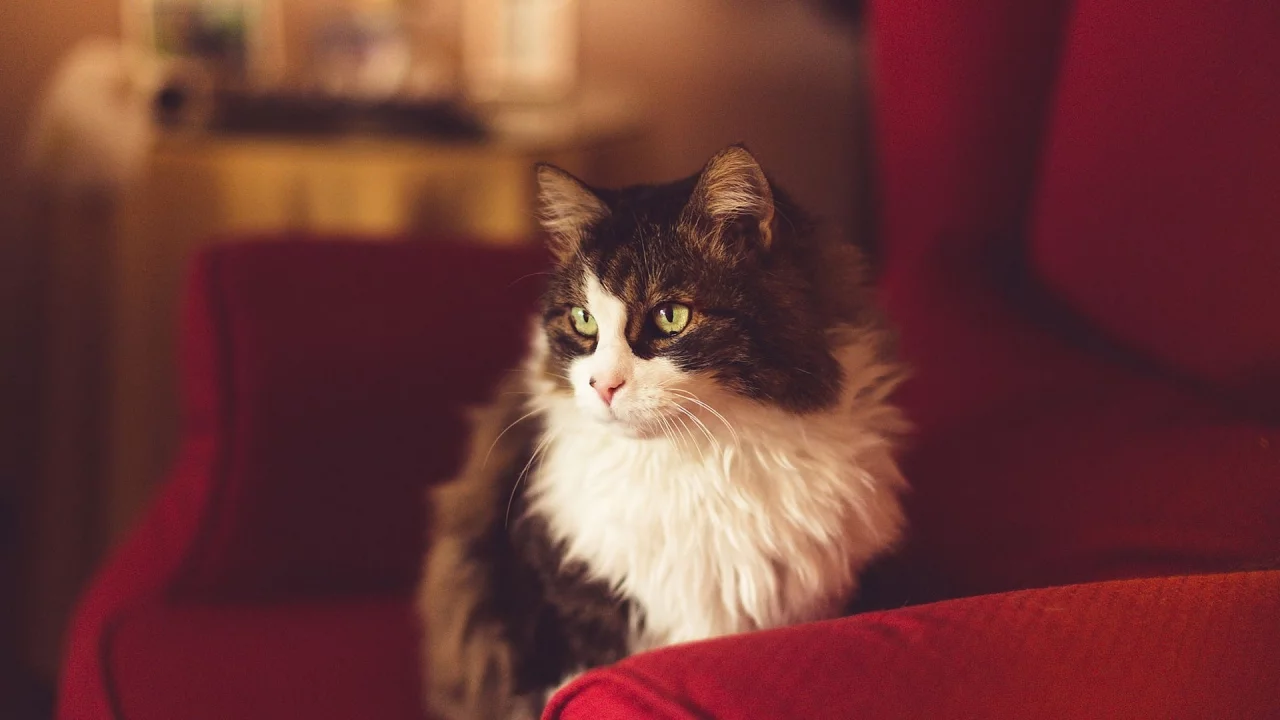 кошка, взгляд