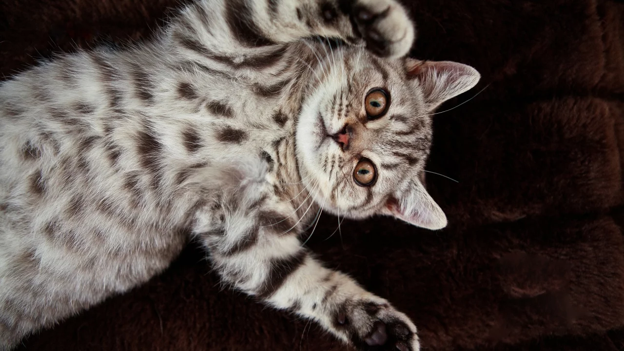 кошка, животное, лежит