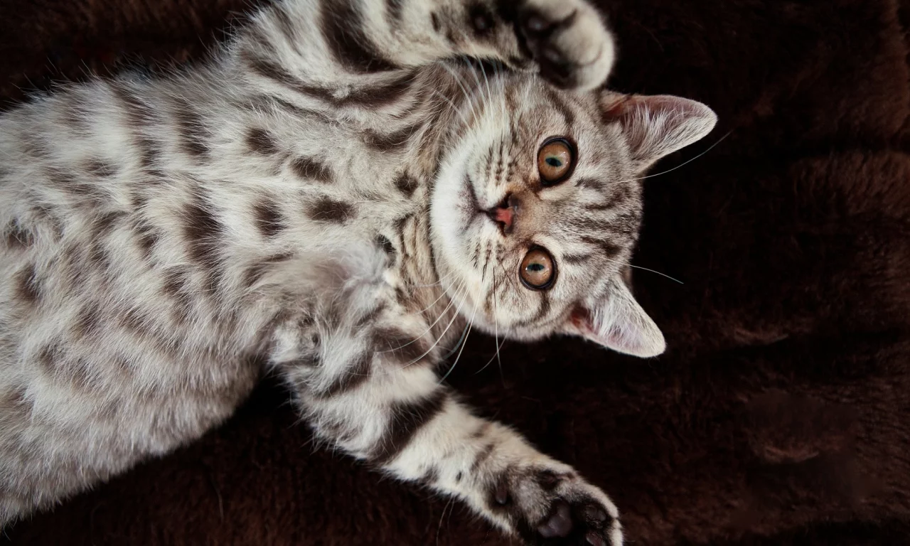 кошка, животное, лежит