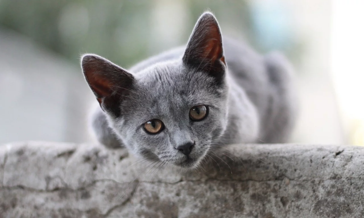 кот, взгляд, животное