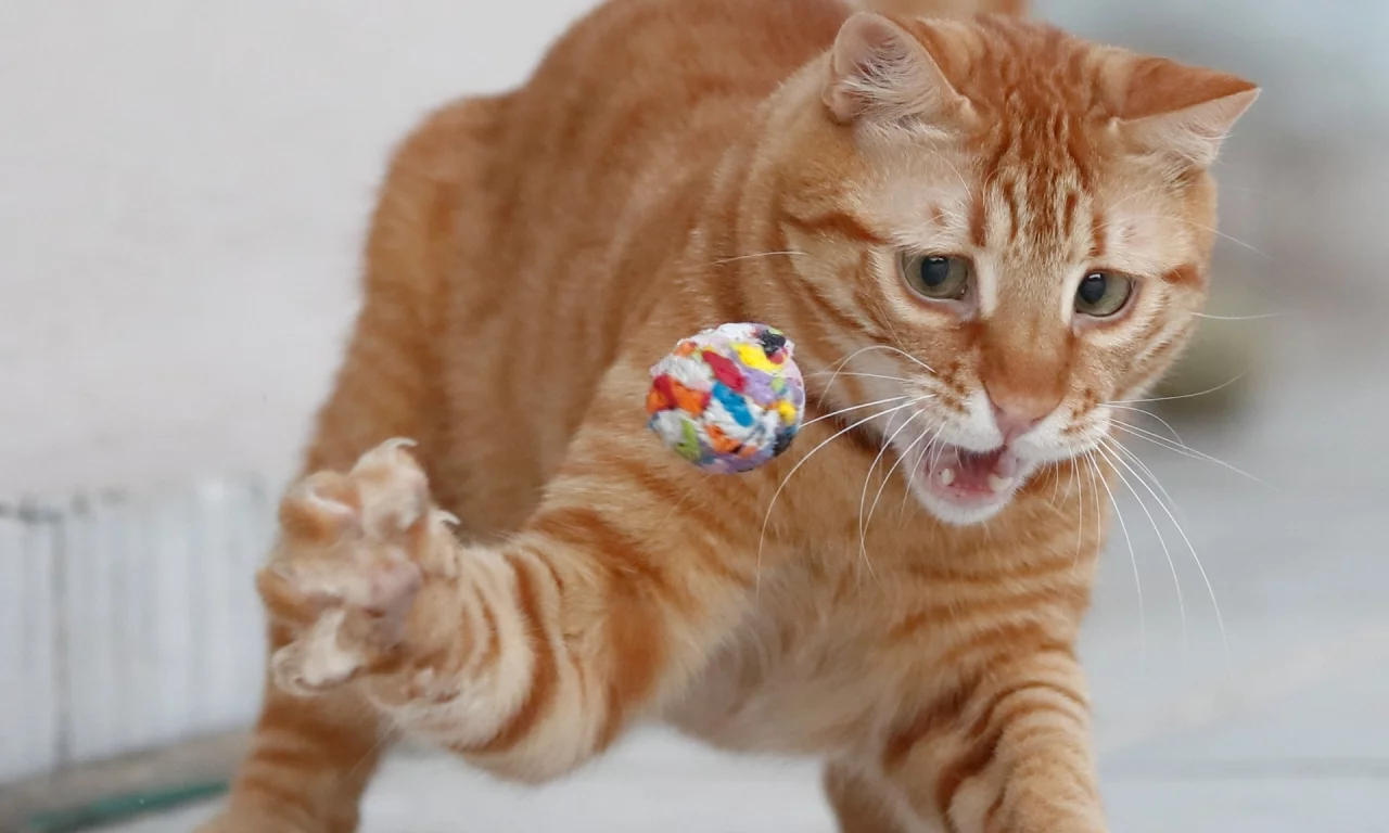 кот рыжий, играет