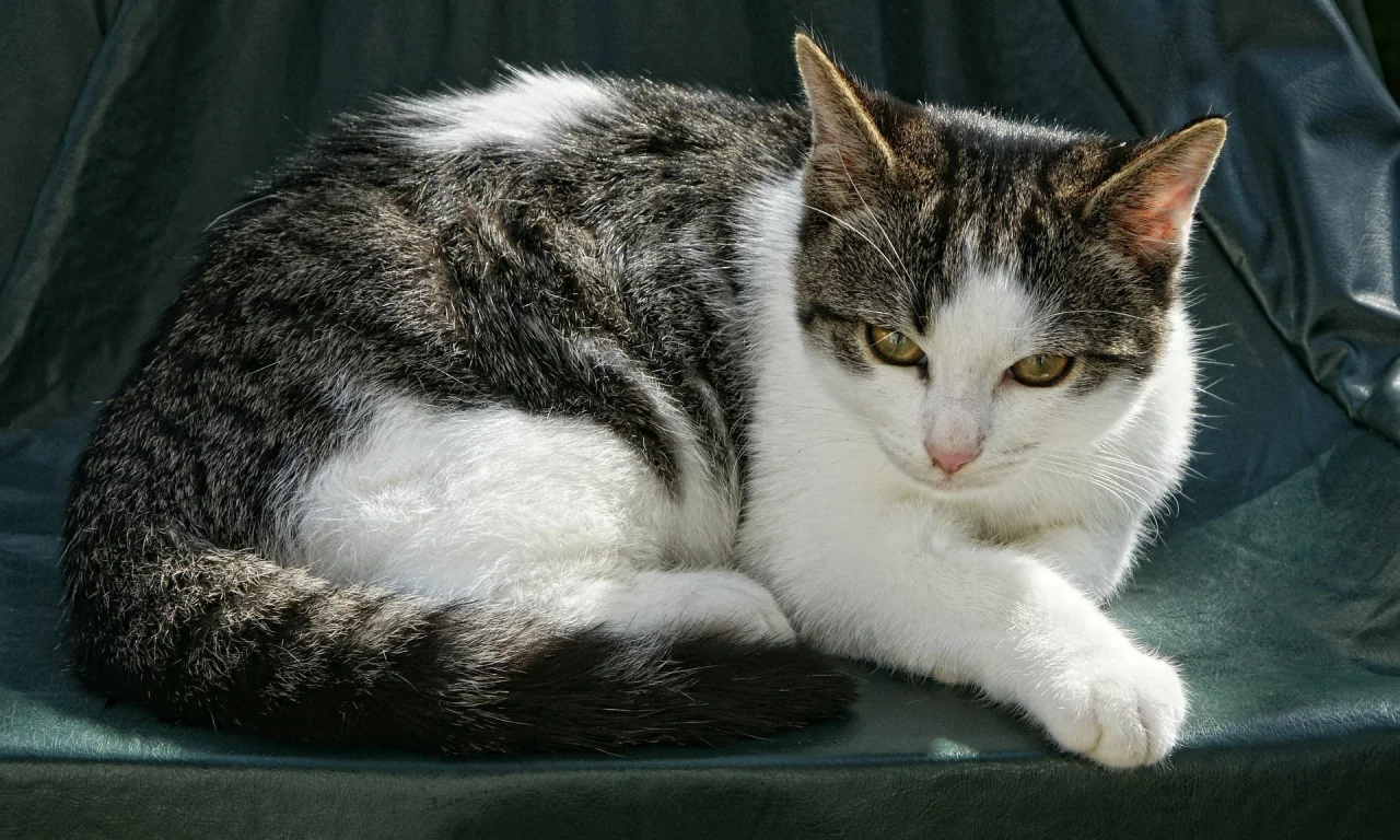 кошка, животное, лежит