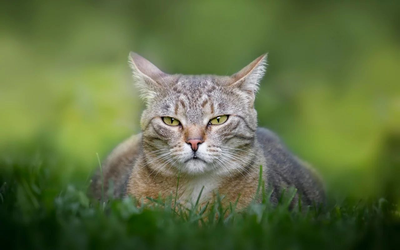 кошка, животные, взгляд, трава