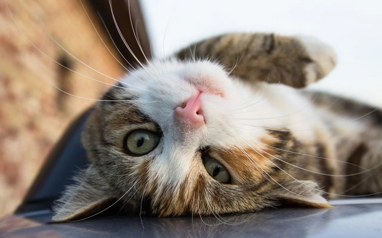 кошка, животные, взгляд