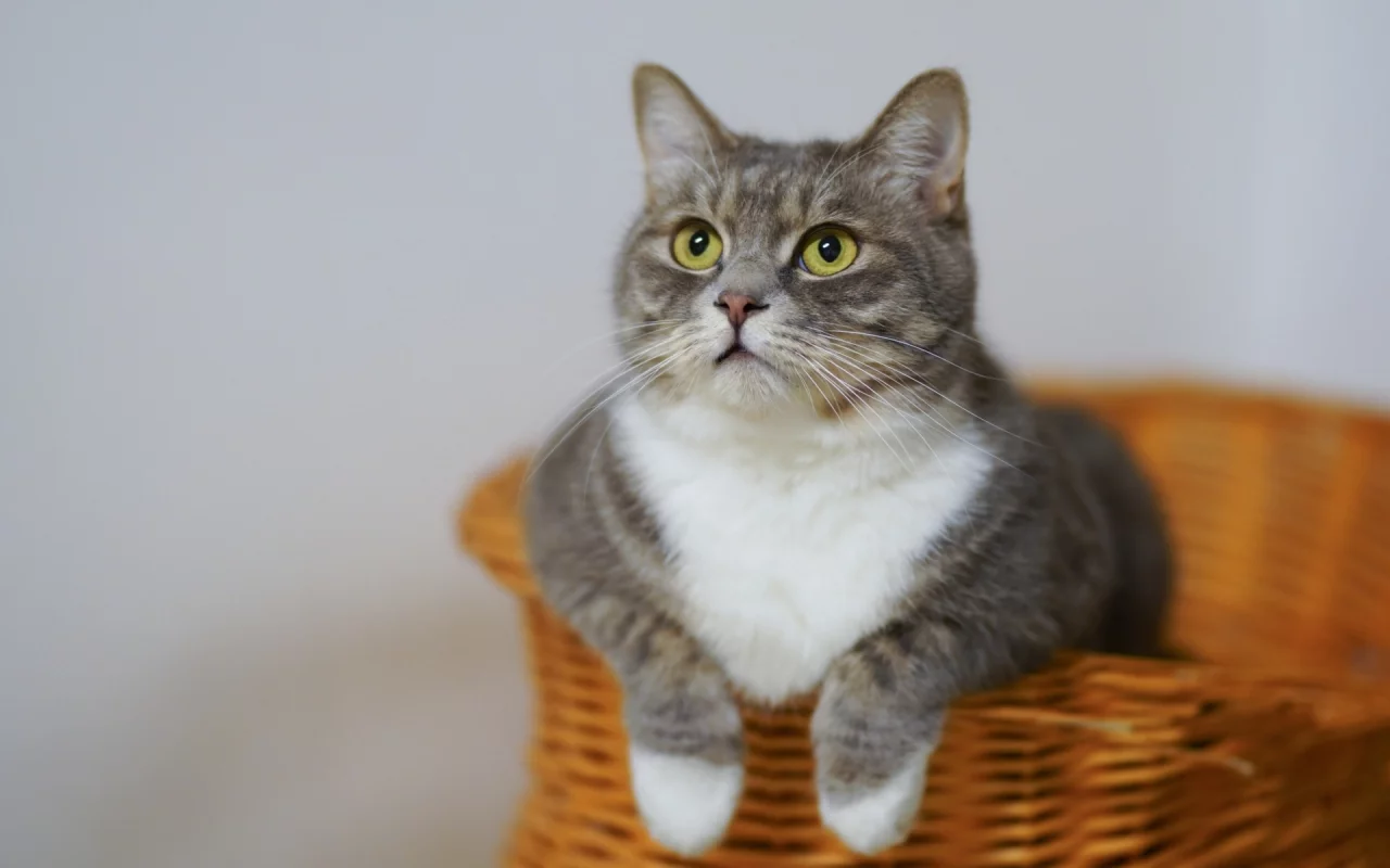 кот, взгляд, животное