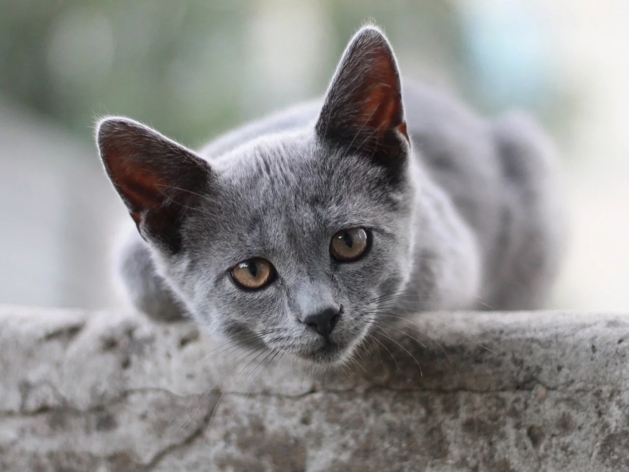 кот, взгляд, животное