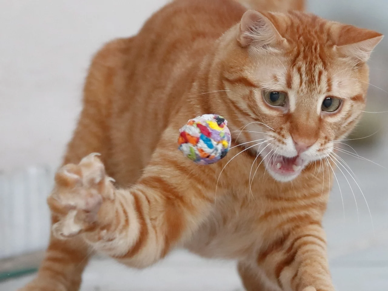 кот рыжий, играет
