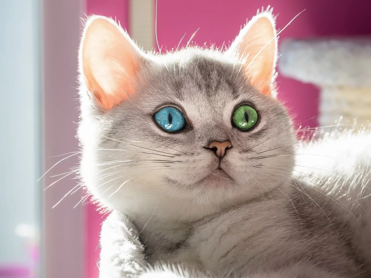 кот, фон