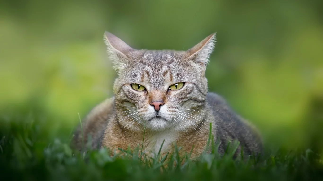 кошка, животные, взгляд, трава
