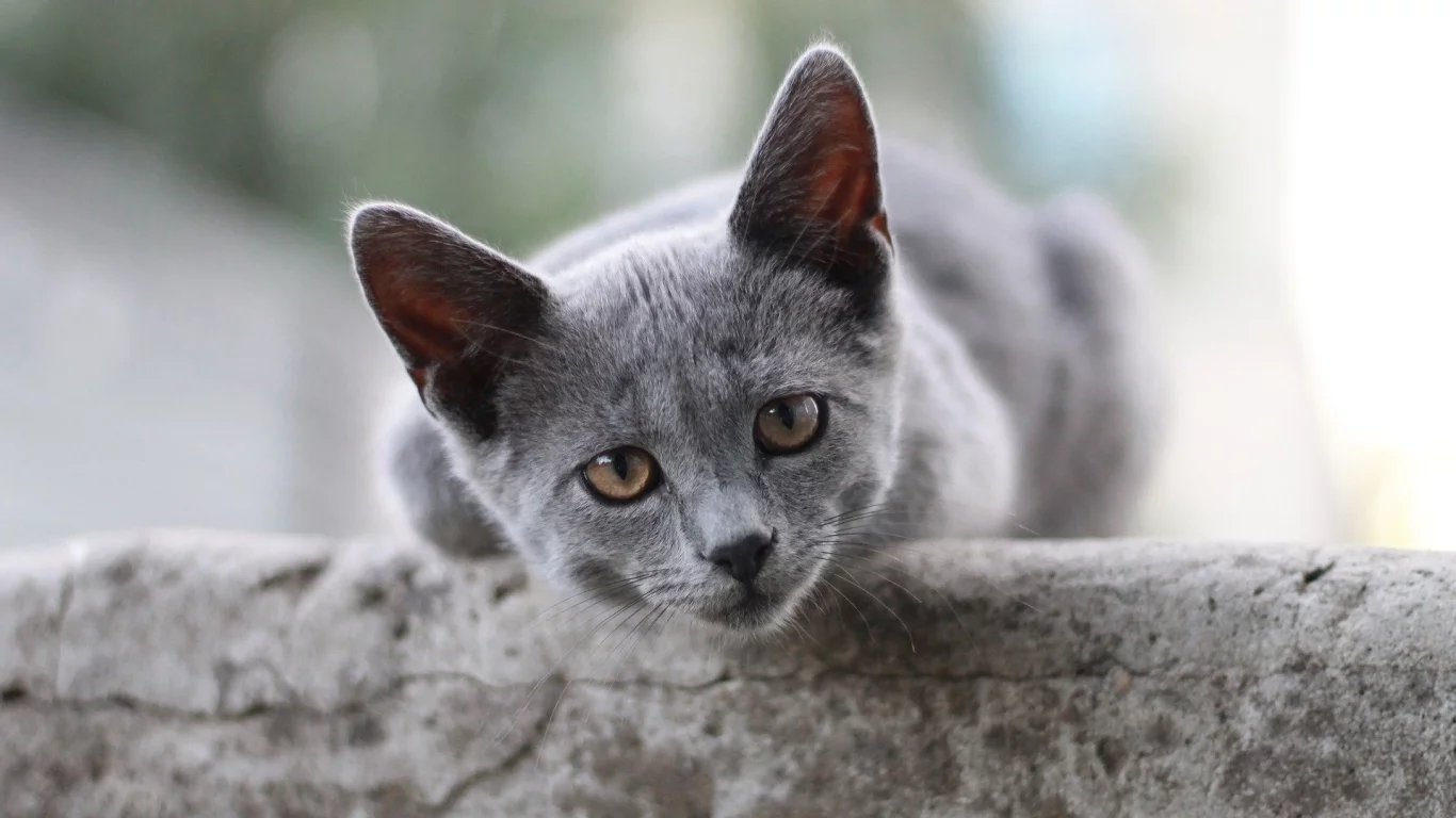 кот, взгляд, животное
