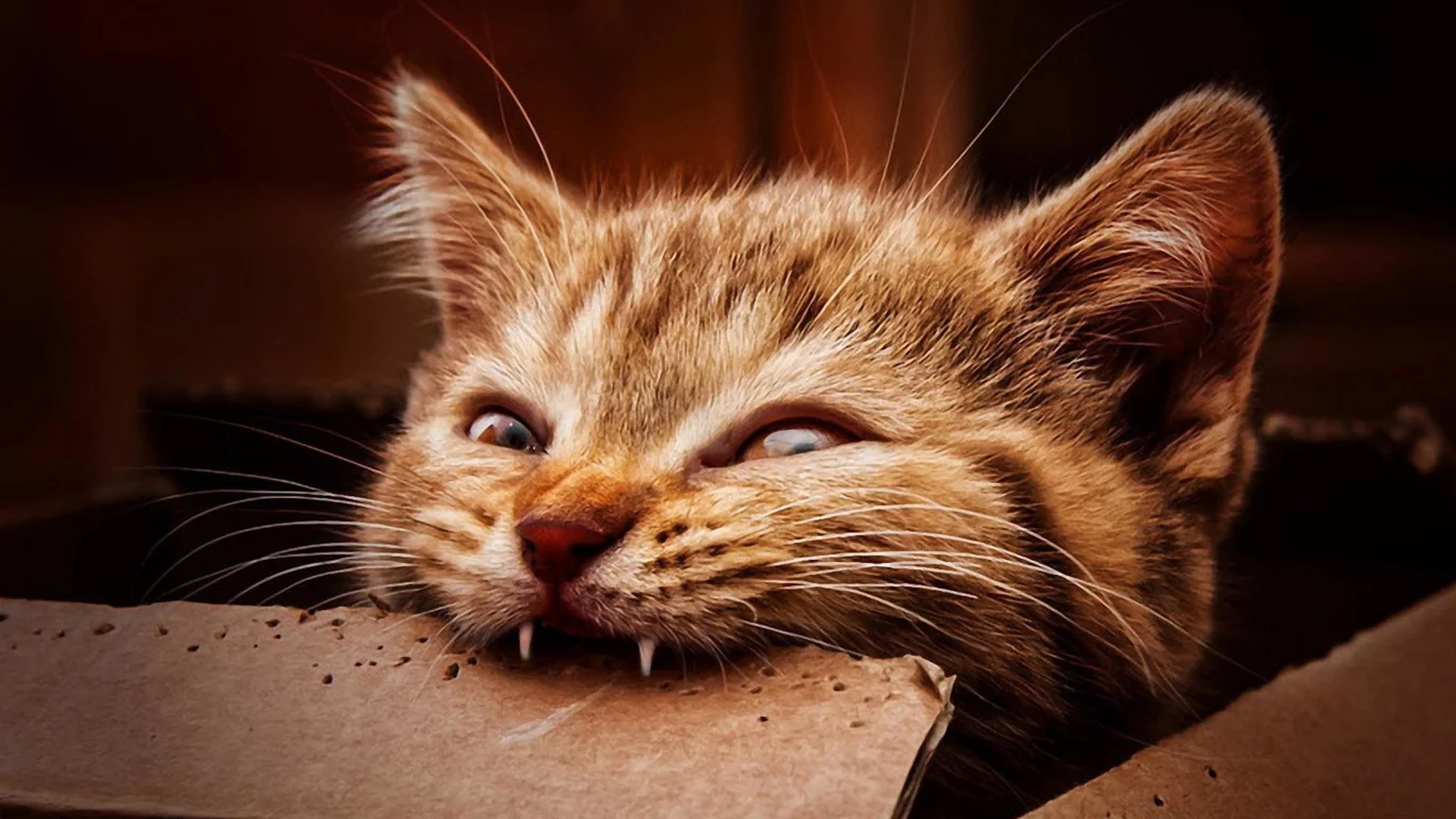 photo, funny