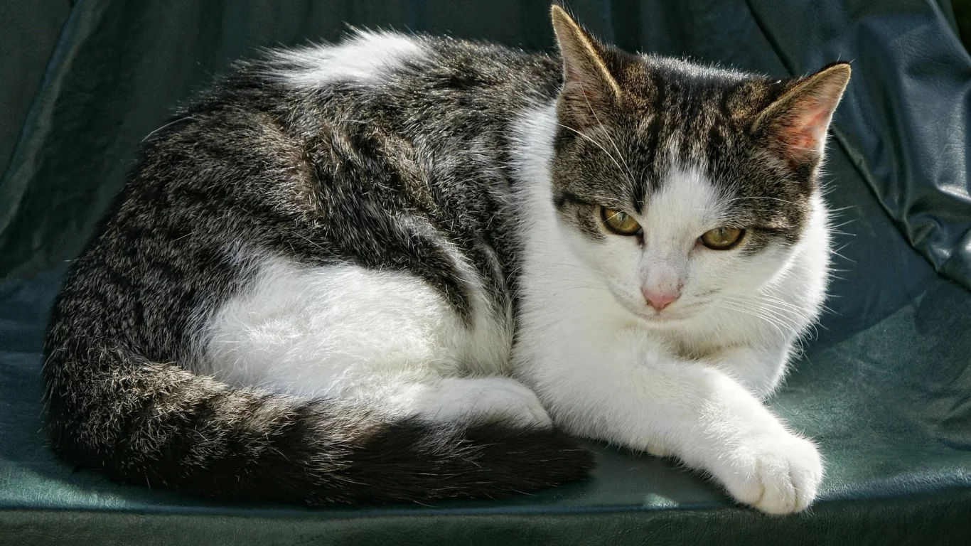 кошка, животное, лежит