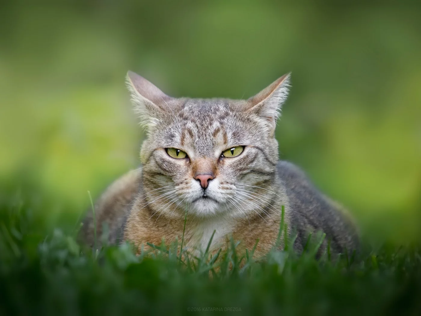 кошка, животные, взгляд, трава