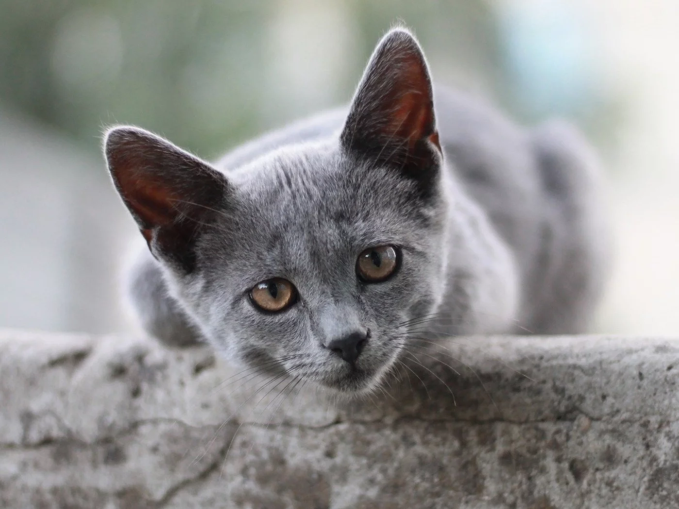 кот, взгляд, животное