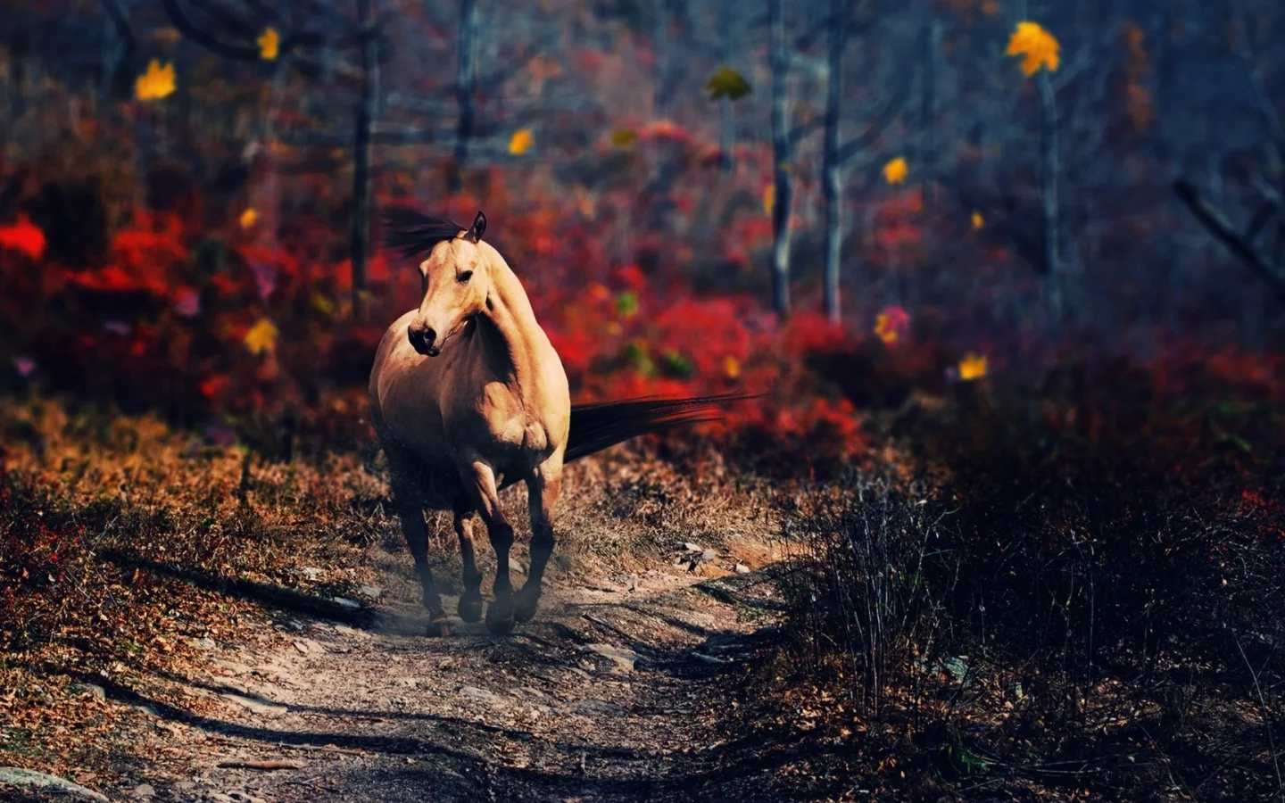 лошадь, животное, природа