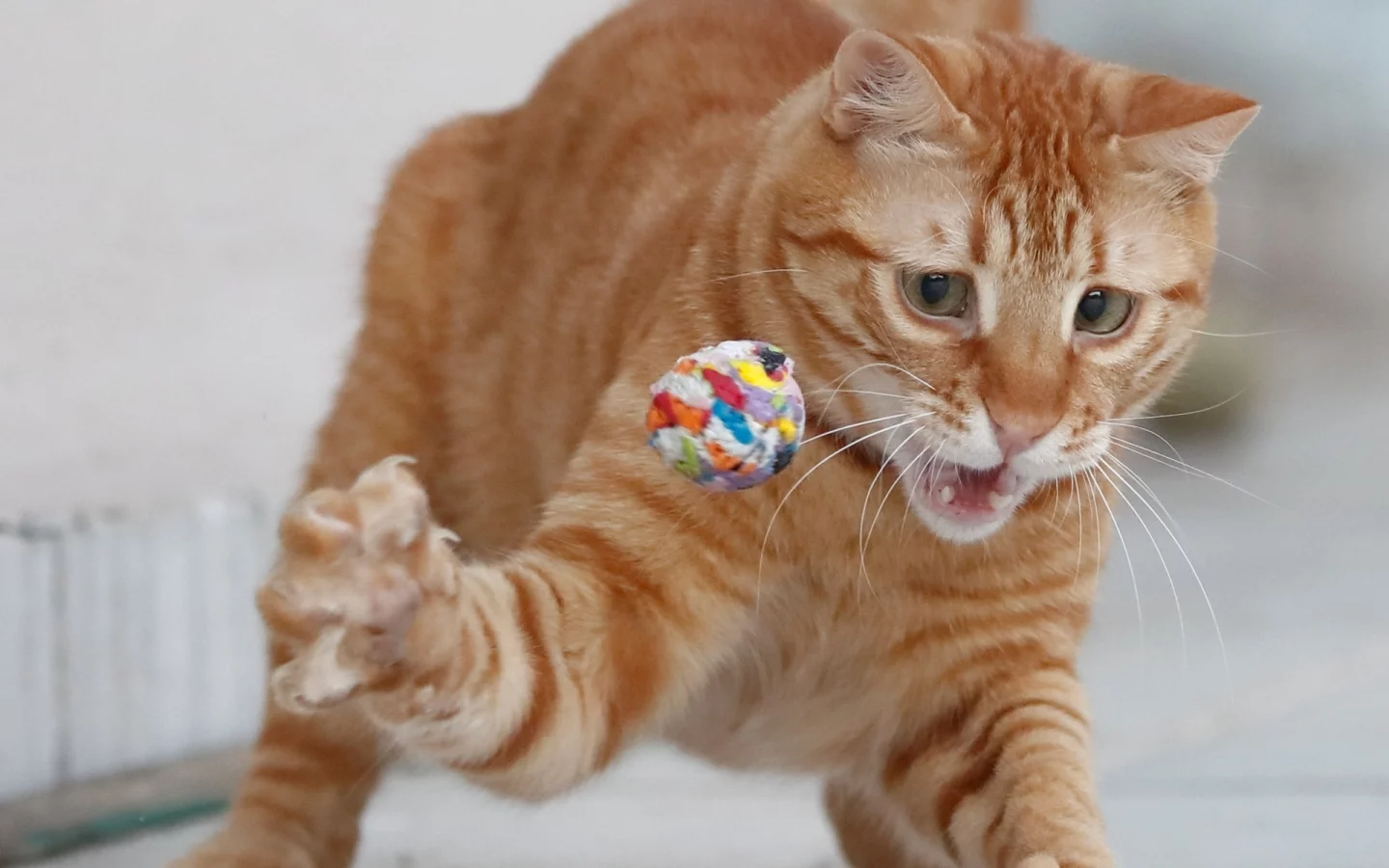 кот рыжий, играет