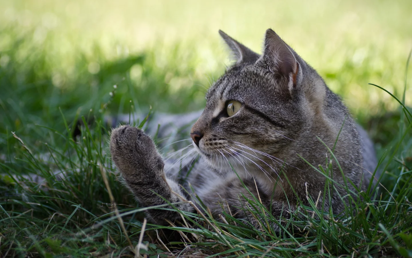 кот, взгляд, лежит на траве