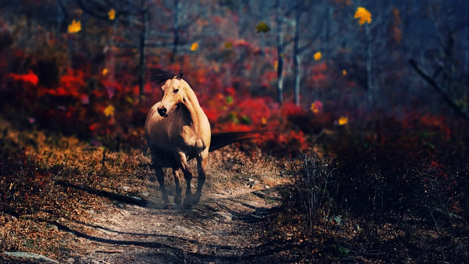 лошадь, животное, природа