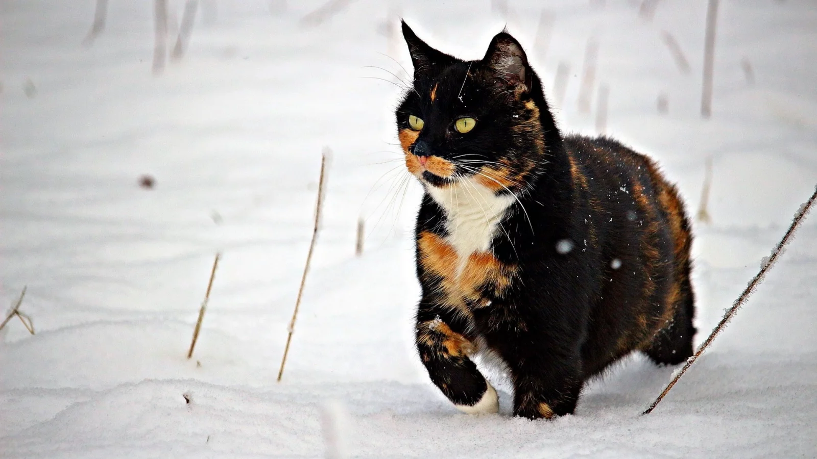 кошка, животное, снег, зима